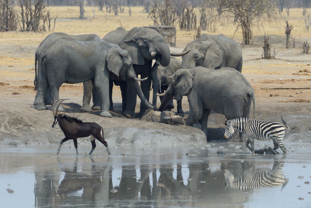 Animaux Safari Parc National de Hwange