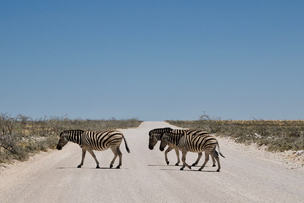 Zèbre Etosha