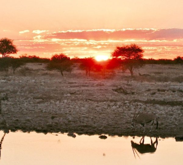 Safari parc Etosha