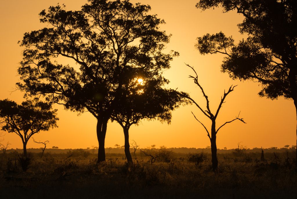 Coucher de soleil à Savuti