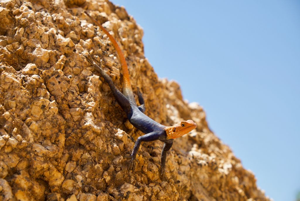 Spitzkoppe