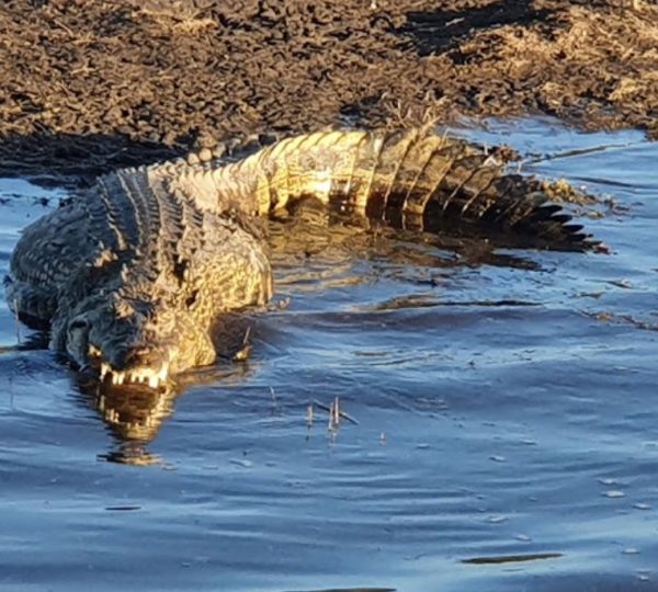 Crocodile Botswana Chobe