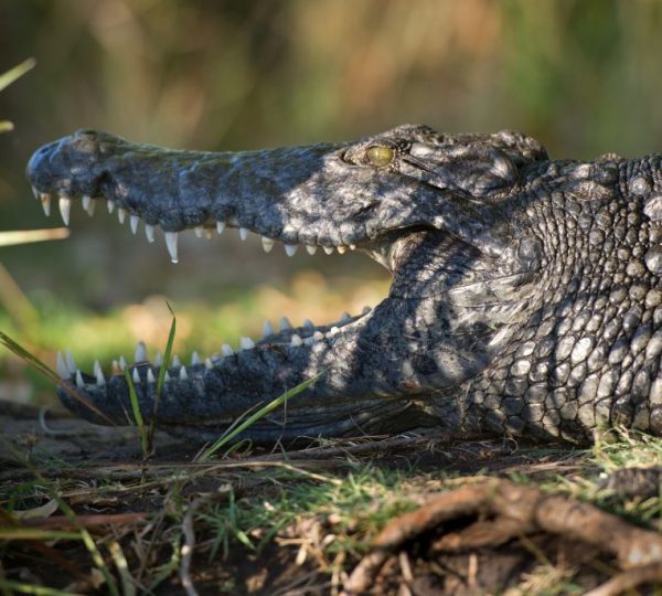 Voyage du delta de L’Okavango aux Chutes Victoria