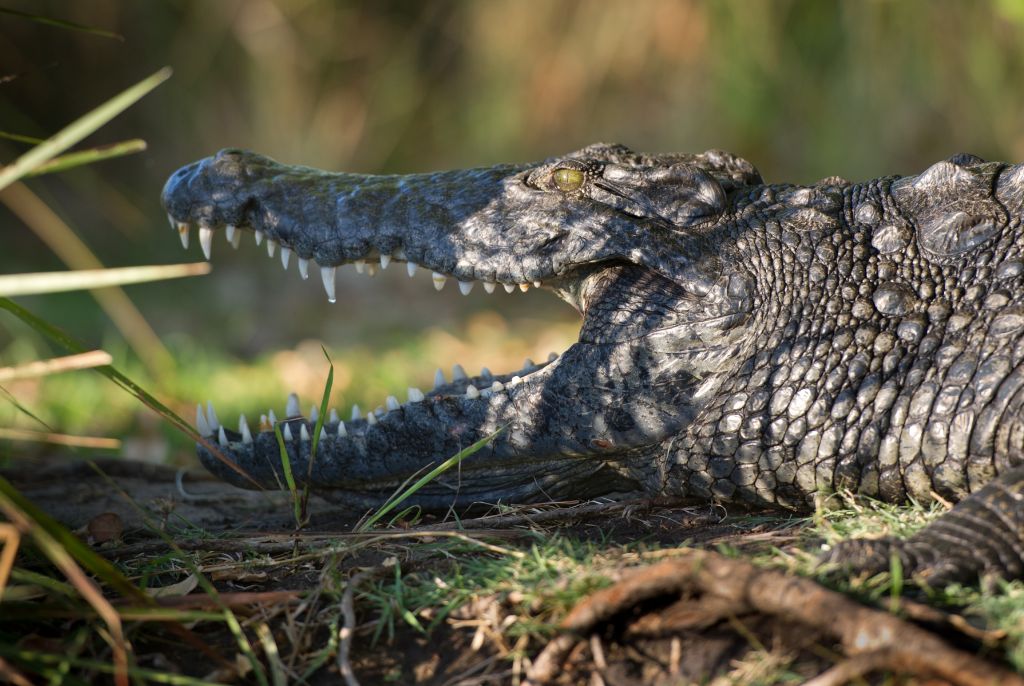 Voyage du delta de L’Okavango aux Chutes Victoria