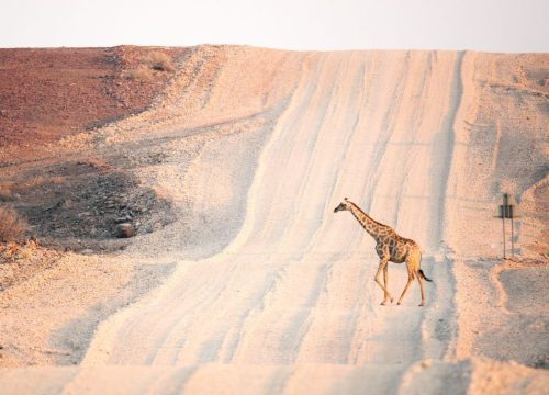 Voyage en Namibie : Road Trip du Désert du Kalahari à Etosha