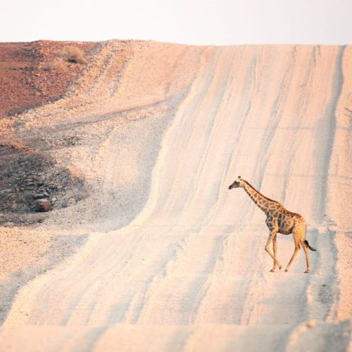 Voyage en Namibie : Road Trip du Désert du Kalahari à Etosha