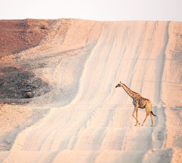 Voyage en Namibie : Road Trip du Désert du Kalahari à Etosha