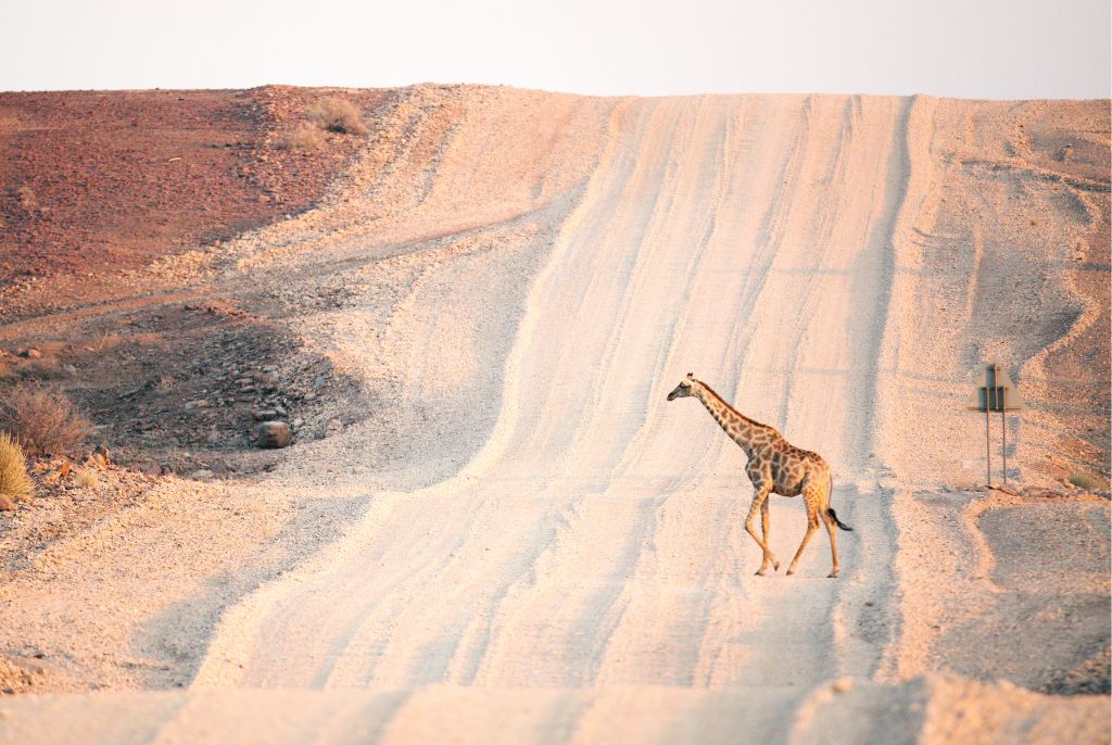 Voyage en Namibie : Road Trip du Désert du Kalahari à Etosha