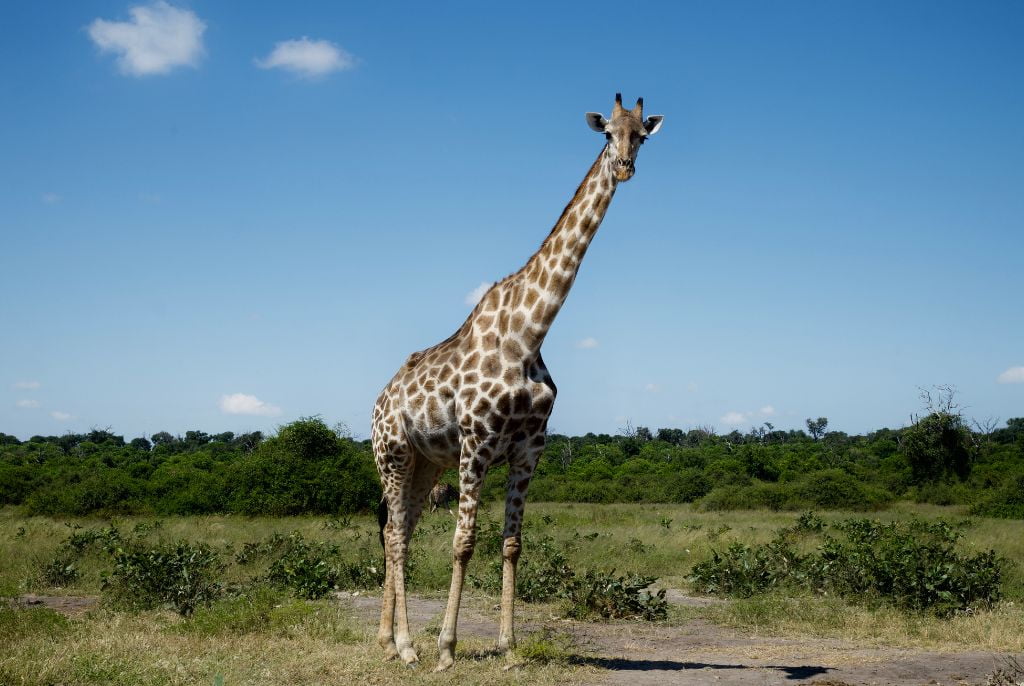 girafe chobe botswana