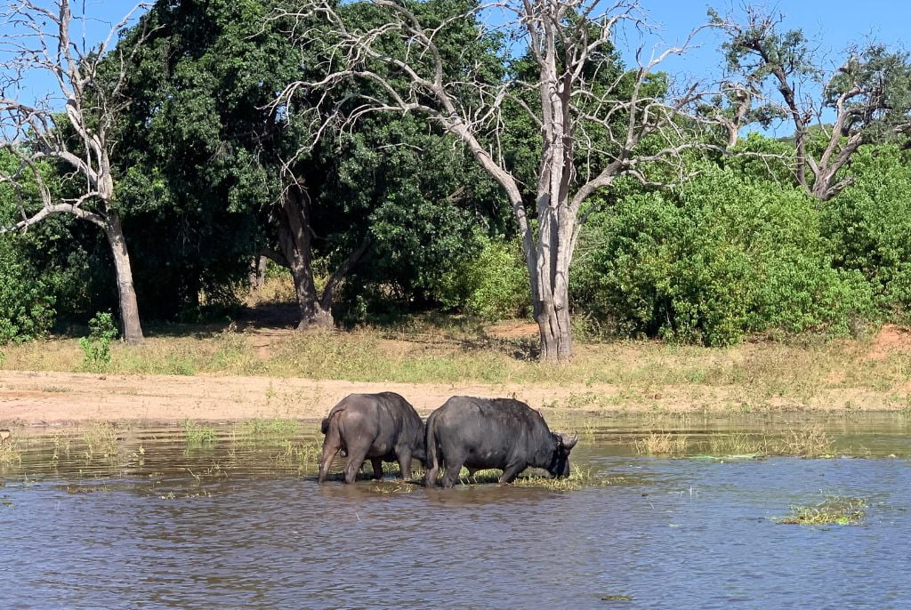 buffle chobe botswana