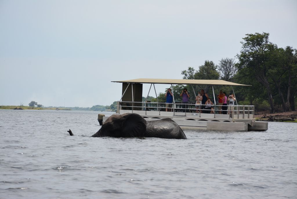 Elephant dans l'eau lors d'une croisière à Chobe au Bostwana