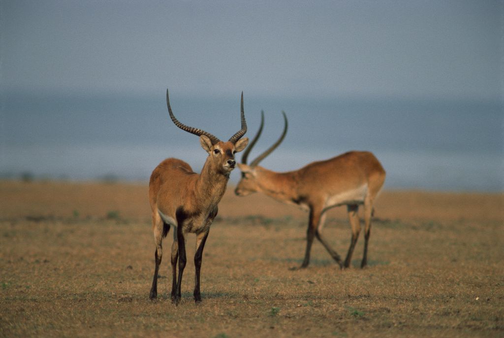 Antilopes Parc Kafue Zambie