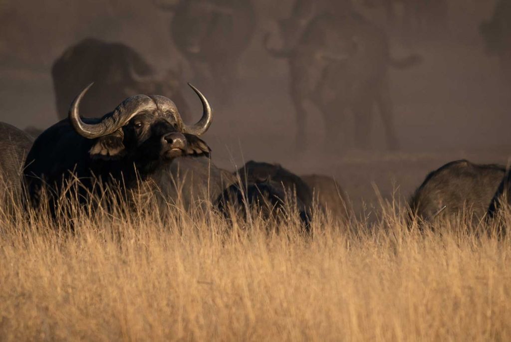 Buffle Parc National de Hwange