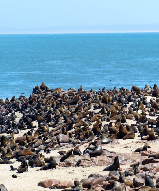 Plage de Cape Cross
