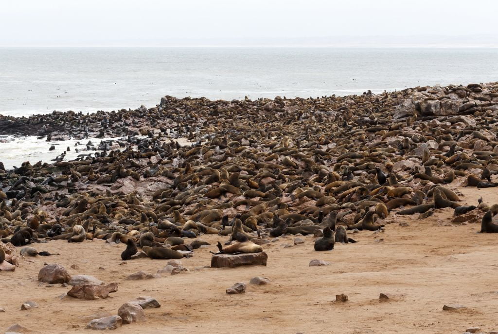 Otarie du Cape Cross en Namibie