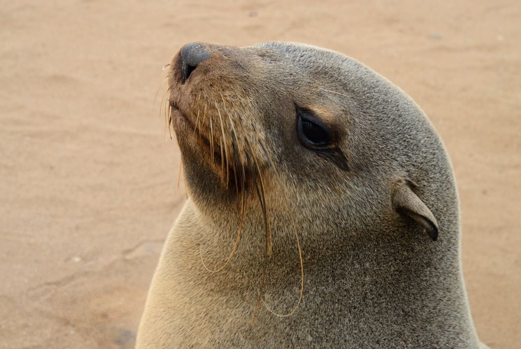 Otarie du Cape Cross en Namibie