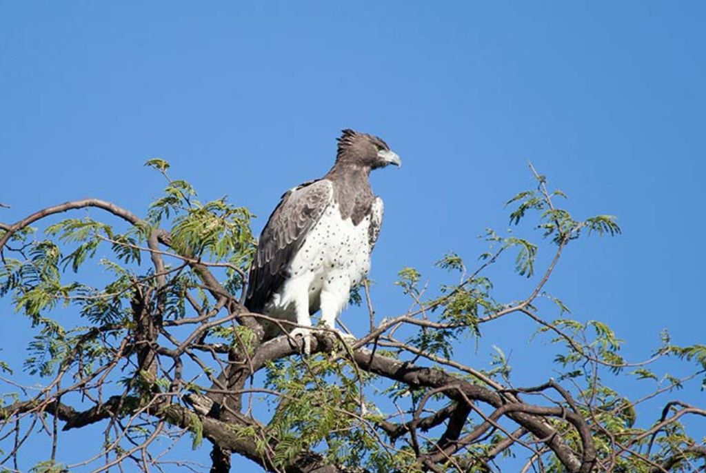 condor Parc National de Hwange