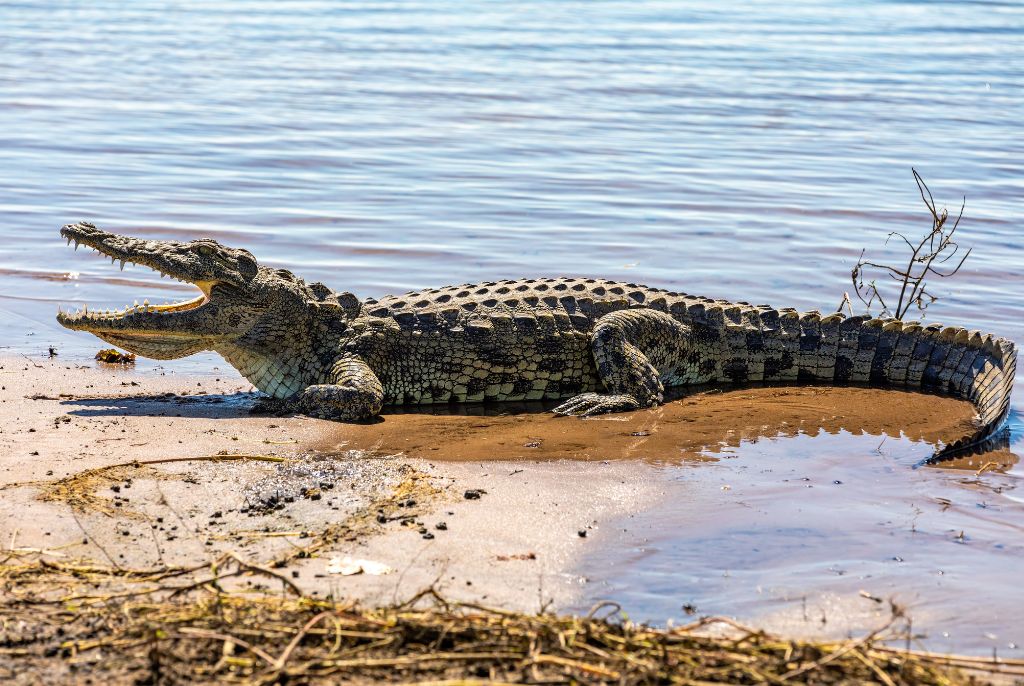 Crocodile Parc Chobe