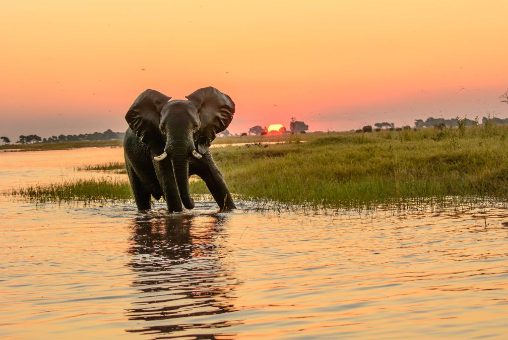 Eléphant Parc Chobe
