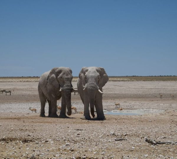éléphant Etosha