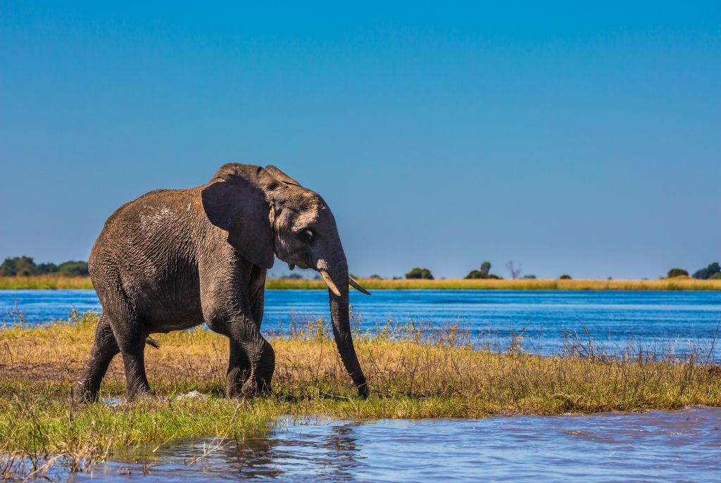Elephant Okavango