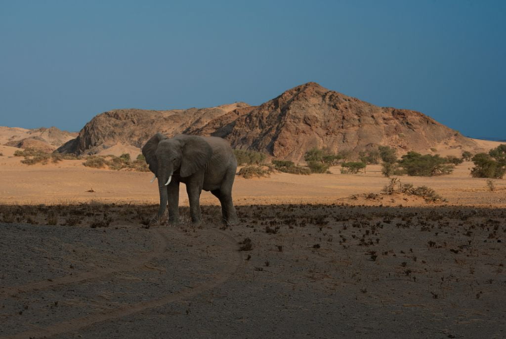 Eléphant Vingerklip