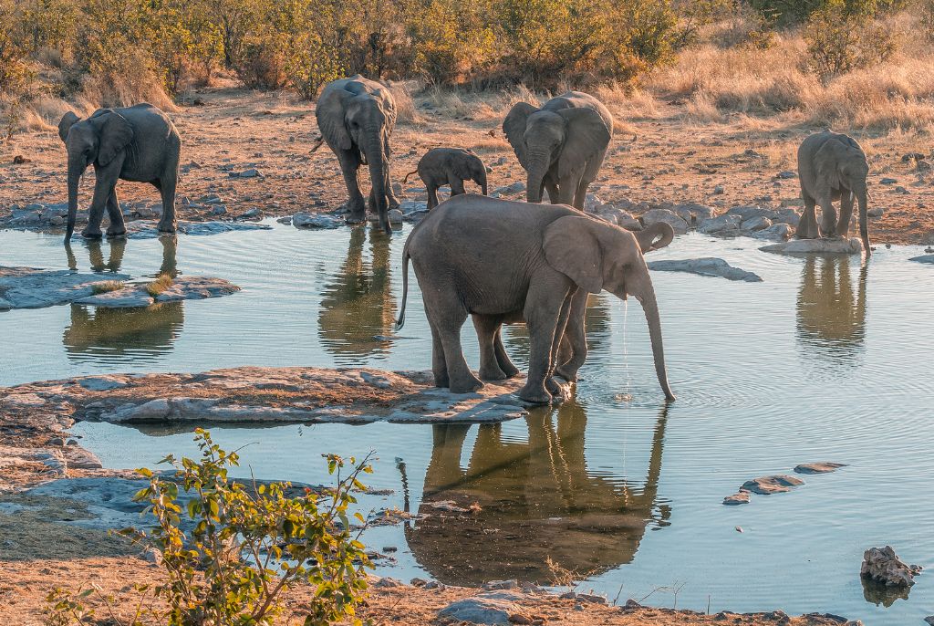 Elephant à Halali en Namibie