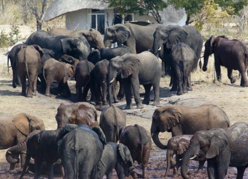 éléphant parc Hwange