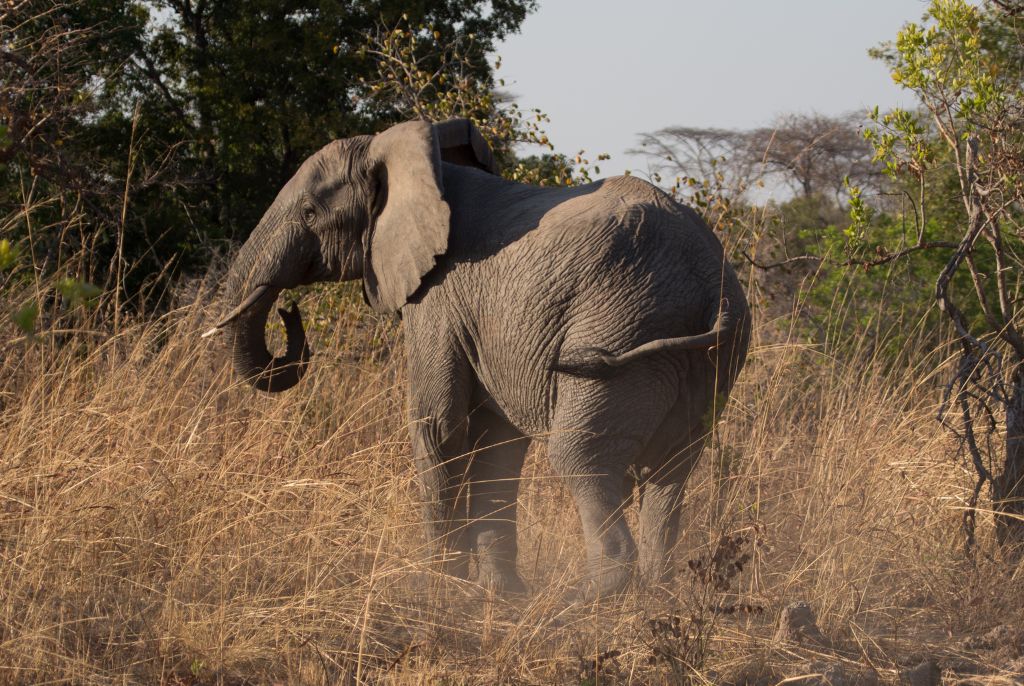 éléphant parc kafue