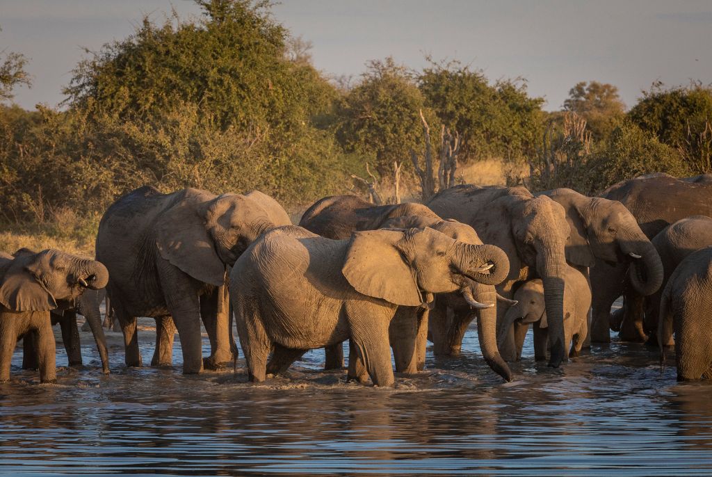 Elephant rivière Savuti
