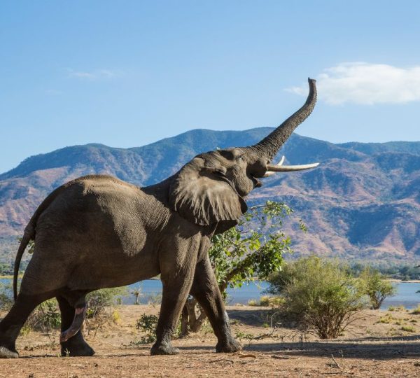 elephant zambie