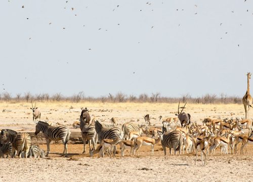 Parc Etosha