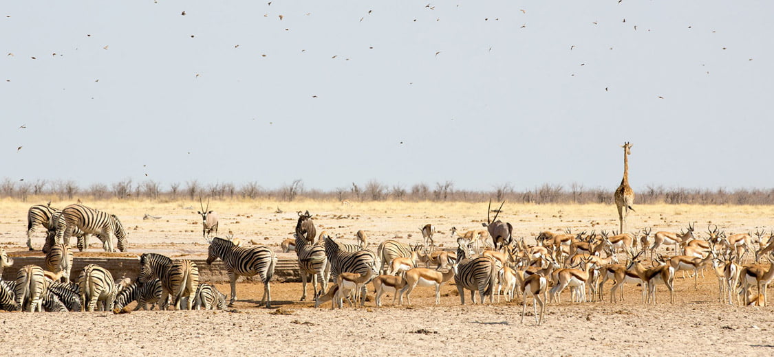 Safari au parc Etosha en Namibie