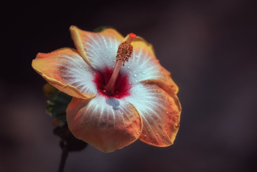 Fleur parc Kafue