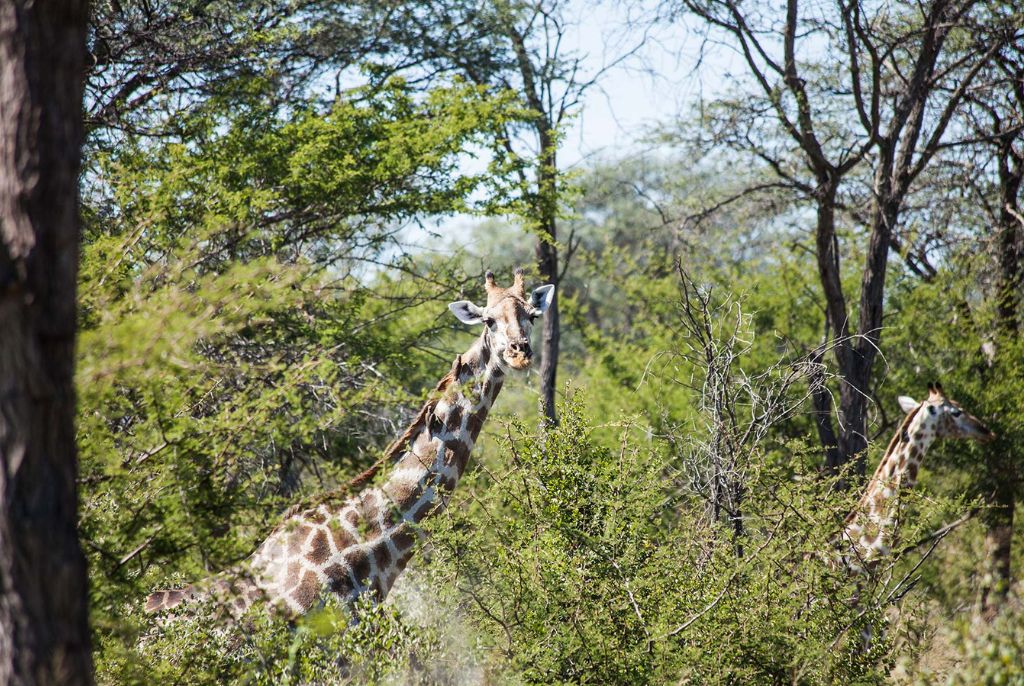 Girafe Parc National de Hwange