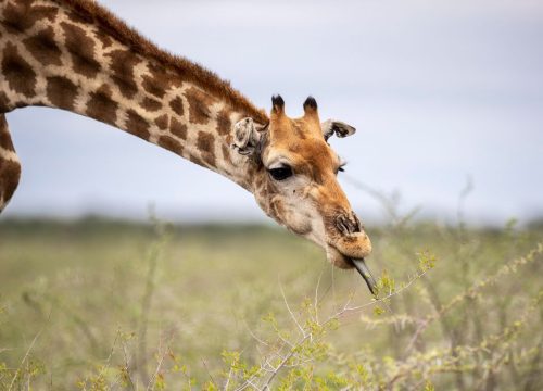 Girafe
