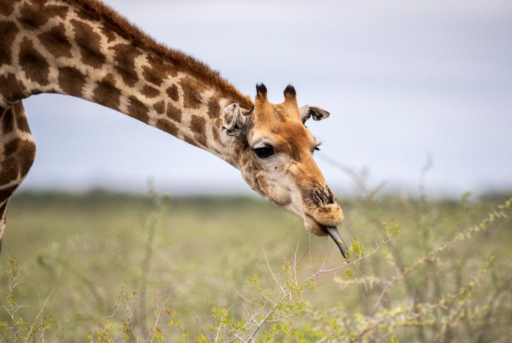 Girafe à Halali en Namibie