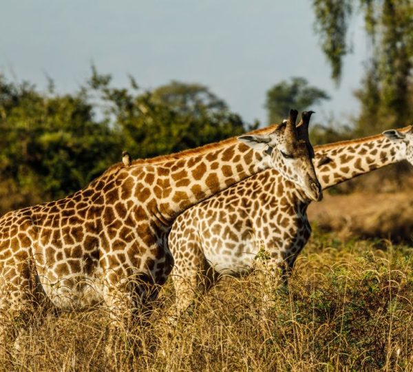 girafe zambie