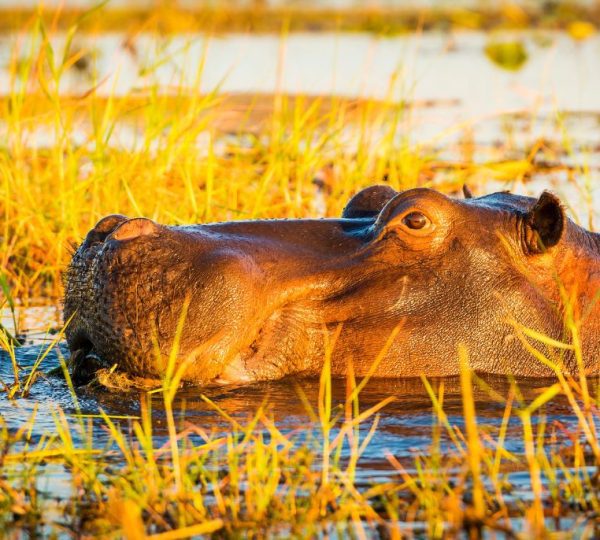 hippopotame rivière Chobe