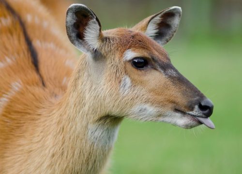 Antilope