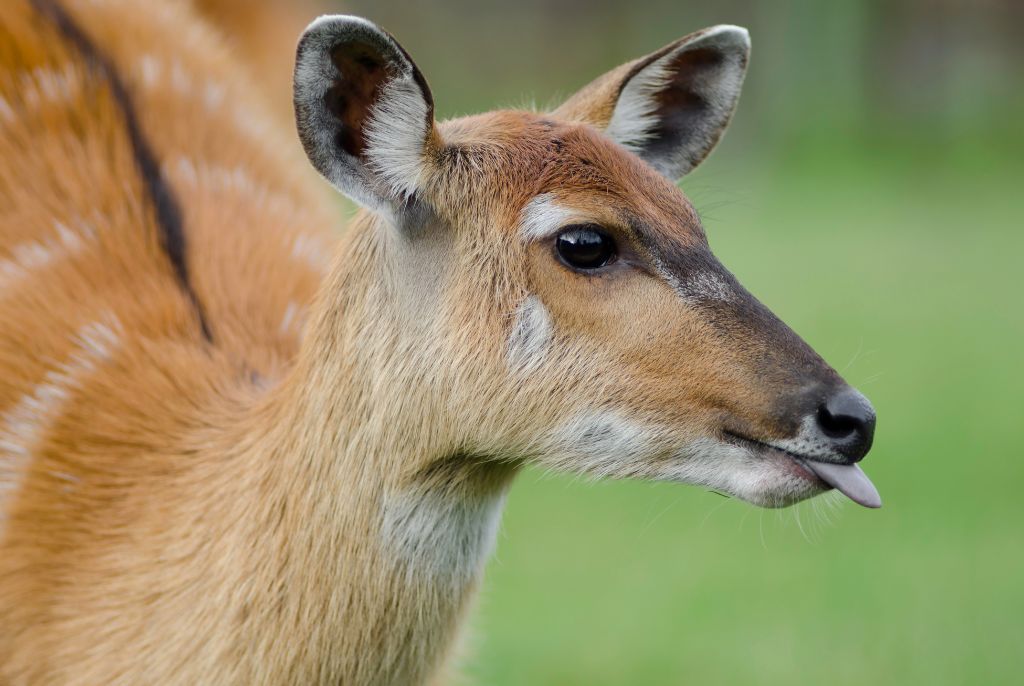 Antilope safari Zambie