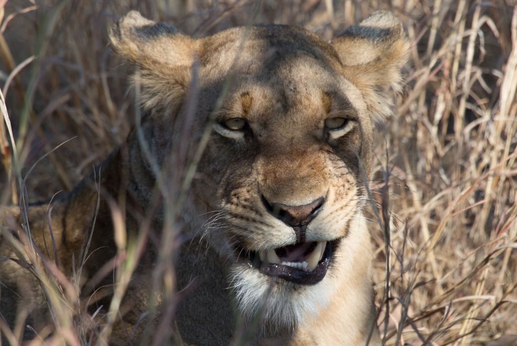 Lion safari Zambie