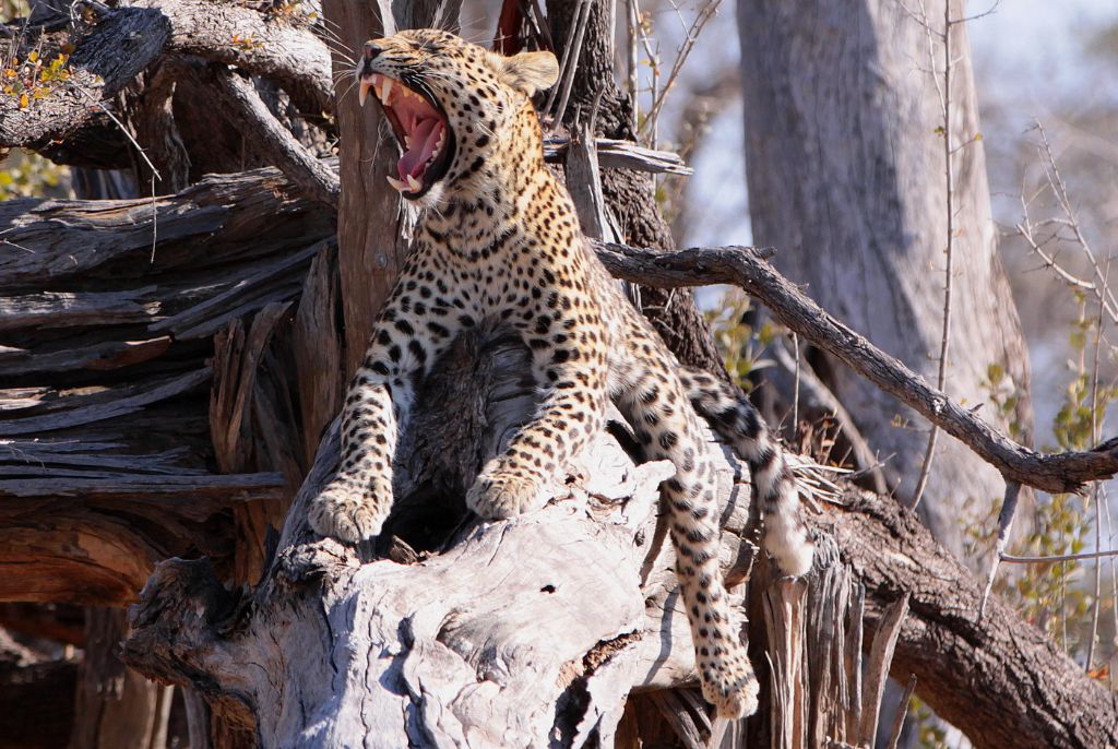 Lion Savuti