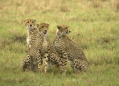 léopard parc Hwange
