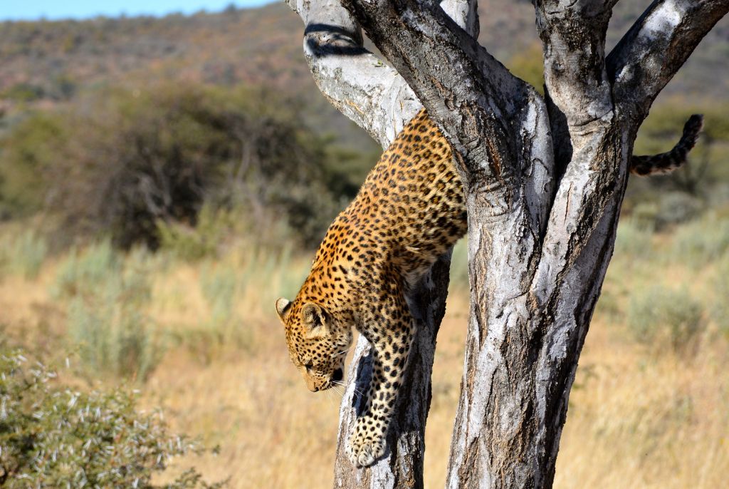 Léopard Parc Chobe