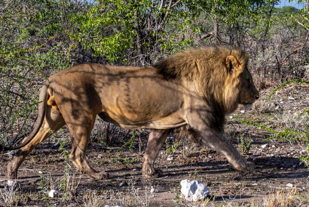 Lion à Halali en Namibie