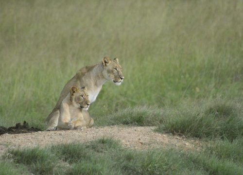 lion parc Hwange