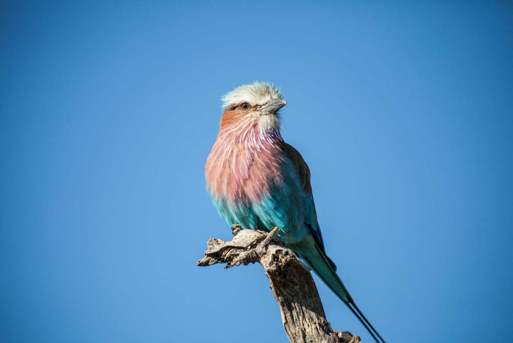 Oiseau Parc National de Hwange