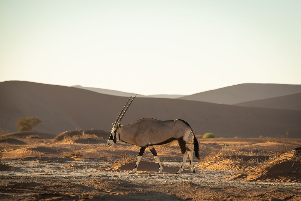 Oryx Vingerklip