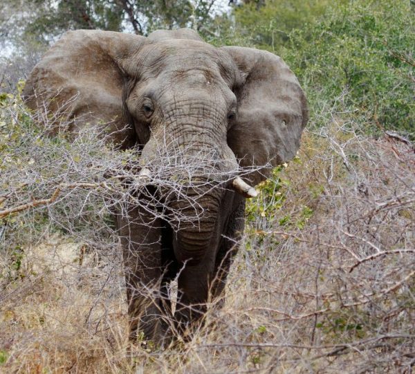 Eléphant parc Mahango